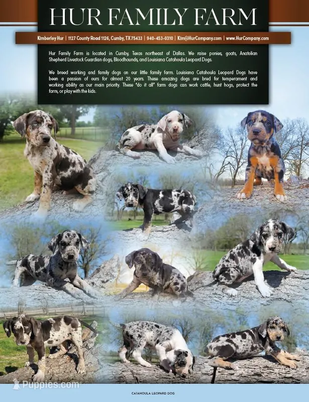 Duchess 2026 Female 1 – Catahoula Leopard Dog puppy for sale in Cumby, TX