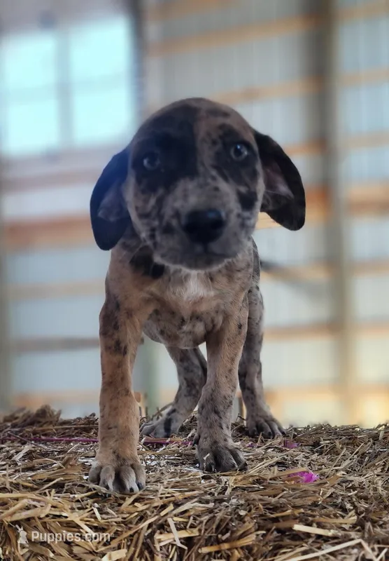 Duchess 2026 Female 1 – Catahoula Leopard Dog puppy for sale in Cumby, TX