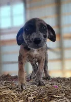 Duchess 2026 Female 1, a male Catahoula Leopard Dog for sale in Cumby, TX – Photo 6 of 10