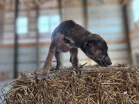 Duchess 2026 Female 1, a male Catahoula Leopard Dog for sale in Cumby, TX – Photo 9 of 10