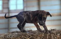 Duchess 2026 Female 1, a male Catahoula Leopard Dog for sale in Cumby, TX – Photo 5 of 10