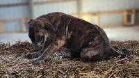 Duchess 2026 Female 1, a male Catahoula Leopard Dog for sale in Cumby, TX – Photo 7 of 10