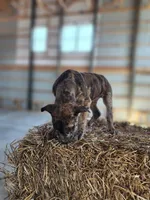 Duchess 2026 Female 1, a male Catahoula Leopard Dog for sale in Cumby, TX – Photo 8 of 10