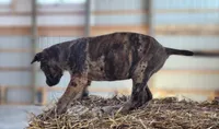 Duchess 2026 Female 1, a male Catahoula Leopard Dog for sale in Cumby, TX – Photo 4 of 10