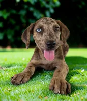 Tigger 2026 Female 3, a female Catahoula Leopard Dog for sale in Cumby, TX – 5 of 10