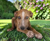 Tigger 2026 Female 1, a female Catahoula Leopard Dog for sale in Cumby, TX – 2 of 10