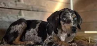 Tigger 2026 Male 1, a male Catahoula Leopard Dog for sale in Cumby, TX – 2 of 10