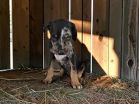 Gypsie 2026 Male 2, a male Catahoula Leopard Dog for sale in Cumby, TX – 3 of 10