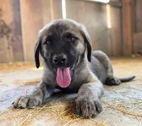 Aspen 2026 Male 1, a male Anatolian Shepherd Dog for sale in Cumby, TX – 5 of 6