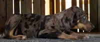 Tracy 2026 Male 2, a male Catahoula Leopard Dog for sale in Cumby, TX – 6 of 10