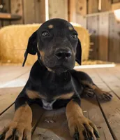 Gypsie 2026 Female 4, a female Catahoula Leopard Dog for sale in Cumby, TX – 3 of 8