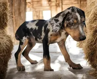 Jesse 2026 Female 3, a male Catahoula Leopard Dog for sale in Cumby, TX – 5 of 8