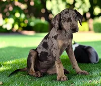 Tigger 2026 Male 2, a male Catahoula Leopard Dog for sale in Cumby, TX – 5 of 10