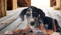 Moon Shine 2026 Female 1, a female Catahoula Leopard Dog for sale in Cumby, TX – 1 of 9