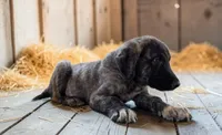 Aspen 2026 Male 2, a male Anatolian Shepherd Dog for sale in Cumby, TX – 2 of 6