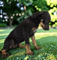 Gypsie 2026 Female 2, a female Catahoula Leopard Dog for sale in Cumby, TX – 6 of 10