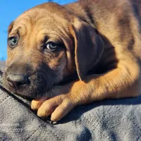 Tala Female 2, a female Catahoula Leopard Dog for sale in Cumby, TX – Photo 10 of 10