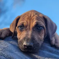 Tala Female 2, a female Catahoula Leopard Dog for sale in Cumby, TX – Photo 1 of 10