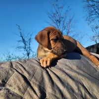 Tala Female 2, a female Catahoula Leopard Dog for sale in Cumby, TX – Photo 9 of 10