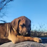 Tala Female 2, a female Catahoula Leopard Dog for sale in Cumby, TX – Photo 5 of 10