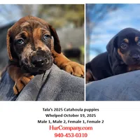 Tala Female 2, a female Catahoula Leopard Dog for sale in Cumby, TX – Photo 2 of 10
