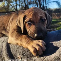 Tala Female 2, a female Catahoula Leopard Dog for sale in Cumby, TX – Photo 8 of 10