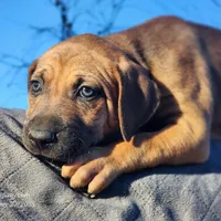 Tala Female 2, a female Catahoula Leopard Dog for sale in Cumby, TX – Photo 6 of 10