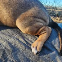 Tala Female 2, a female Catahoula Leopard Dog for sale in Cumby, TX – Photo 3 of 10