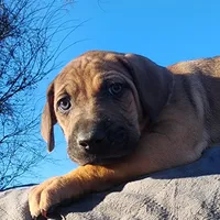 Tala Female 2, a female Catahoula Leopard Dog for sale in Cumby, TX – Photo 4 of 10