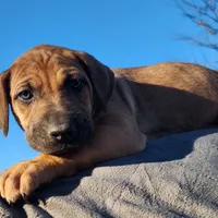 Tala Female 2, a female Catahoula Leopard Dog for sale in Cumby, TX – Photo 7 of 10