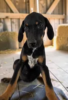 Tracy 2026 Male 3, a male Catahoula Leopard Dog for sale in Cumby, TX – 7 of 8