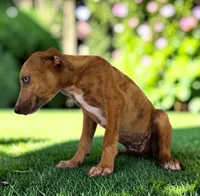Tigger 2026 Female 1, a female Catahoula Leopard Dog for sale in Cumby, TX – 7 of 10