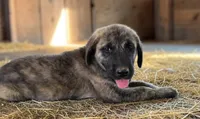 Aspen 2026 Female 1, a female Anatolian Shepherd Dog for sale in Cumby, TX – 2 of 6