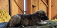 Aspen 2026 Male 4, a male Anatolian Shepherd Dog for sale in Cumby, TX – 2 of 8