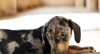 Jesse 2026 Male 1, a male Catahoula Leopard Dog for sale in Cumby, TX – 7 of 9