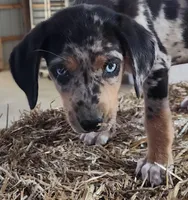 Duchess 2026 Male 3, a male Catahoula Leopard Dog for sale in Cumby, TX – Photo 4 of 10