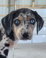 Duchess 2026 Male 3, a male Catahoula Leopard Dog for sale in Cumby, TX – Photo 1 of 10