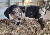 Duchess 2026 Male 3, a male Catahoula Leopard Dog for sale in Cumby, TX – Photo 9 of 10