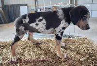 Duchess 2026 Male 3, a male Catahoula Leopard Dog for sale in Cumby, TX – Photo 8 of 10