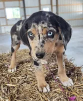 Duchess 2026 Male 3, a male Catahoula Leopard Dog for sale in Cumby, TX – Photo 6 of 10