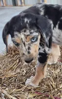 Duchess 2026 Male 3, a male Catahoula Leopard Dog for sale in Cumby, TX – Photo 3 of 10