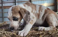 Duchess 2026 Male 1, a male Catahoula Leopard Dog for sale in Cumby, TX – Photo 6 of 10