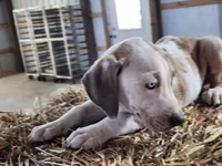 Duchess 2026 Male 1, a male Catahoula Leopard Dog for sale in Cumby, TX – Photo 8 of 10