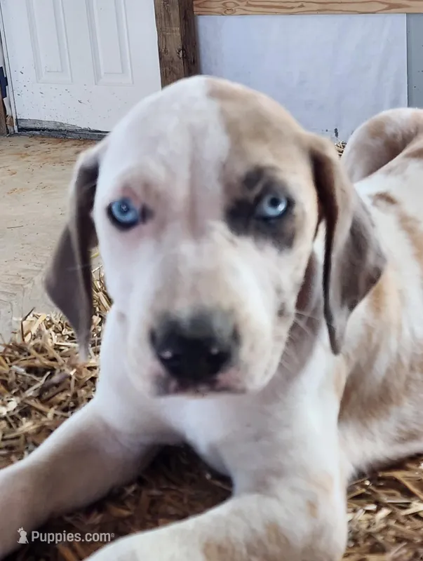 Duchess 2026 Male 1 – Catahoula Leopard Dog puppy for sale in Cumby, TX