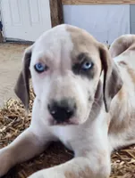 Duchess 2026 Male 1, a male Catahoula Leopard Dog for sale in Cumby, TX – Photo 1 of 10