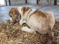 Duchess 2026 Male 1, a male Catahoula Leopard Dog for sale in Cumby, TX – Photo 7 of 10