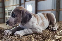 Duchess 2026 Male 1, a male Catahoula Leopard Dog for sale in Cumby, TX – Photo 5 of 10