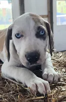 Duchess 2026 Male 1, a male Catahoula Leopard Dog for sale in Cumby, TX – Photo 2 of 10