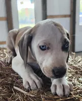 Duchess 2026 Male 1, a male Catahoula Leopard Dog for sale in Cumby, TX – Photo 3 of 10