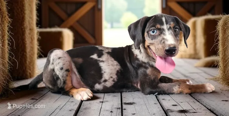 Bug 2026 Male 3 – Catahoula Leopard Dog puppy for sale in Cumby, TX